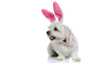 bichon dog wearing bunny ears and bowtie is looking aside