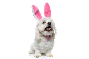 seated adorable bichon dog panting against white background