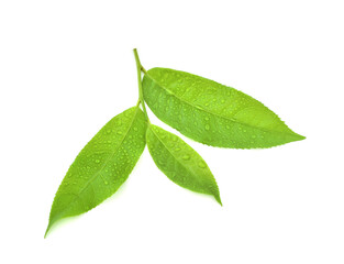 Obraz premium leaves Fresh green tea with drops of water isolated on white background.
