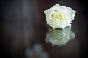 white rose with green leaves, on a dark background