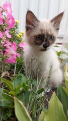 Small beautiful beige cat with black ears and blue eyes