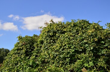 ein großer Hopfenbusch