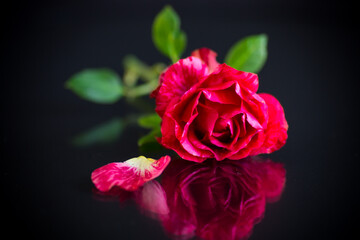 red rose with green leaves, on a dark background