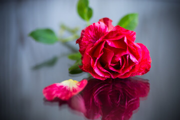red rose with green leaves, on a dark background