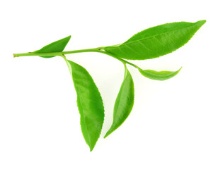 Green tea leaf isolated on white background