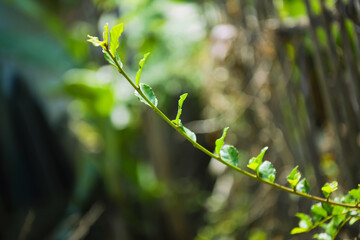 Closeup nature view of green leaf on blurred greenery background