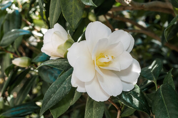 Japanese Camellia (Camellia japonica) in park, Crimea