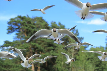 чайки