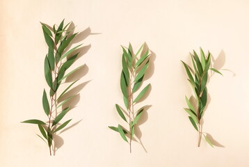 green eucalyptus leaves and shadows  on a pink background. flat lay, top view. Floral card.poster