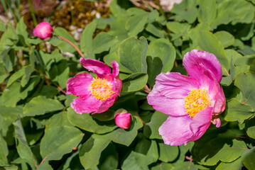 Crimean Peony (Paeonia daurica) Ai-Petri Mountain, Crimea