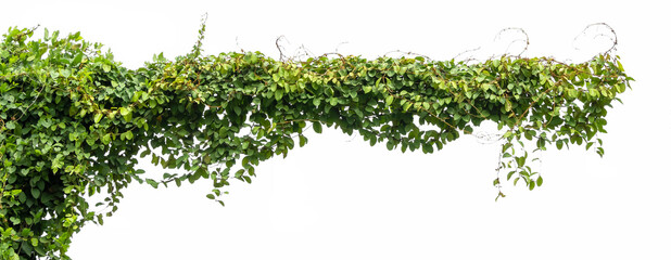 green ivy plant isolate on white background - obrazy, fototapety, plakaty