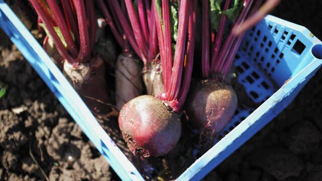 Freshly harvested red beets at the farm. Worker farmer gather the harvest in a box. The time for harvesting.