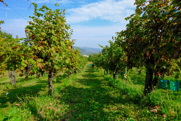 Fototapeta na wymiar Vineyards with ripe red and white grapes ready for harvesting across mountains landscape and blue sky. Grapes in plastic containers across vineyards. Winemaking industry. Agriculture