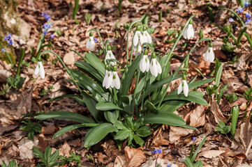 Crimean Snowdrop (Galanthus plicatus) in beech forest, Angarskyi Pass area, Crimea