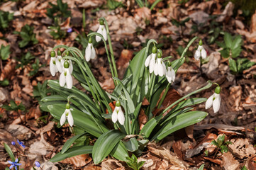 Crimean Snowdrop (Galanthus plicatus) in beech forest, Angarskyi Pass area, Crimea