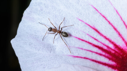 Ant walking over flower petal