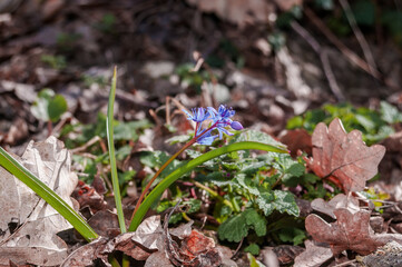 Alpine Squill (Scilla bifolia) in beech forest, Angarskyi Pass area, Crimea