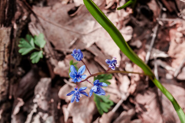 Alpine Squill (Scilla bifolia) in beech forest, Angarskyi Pass area, Crimea