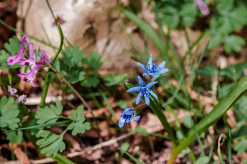 Alpine Squill (Scilla bifolia) in beech forest, Angarskyi Pass area, Crimea