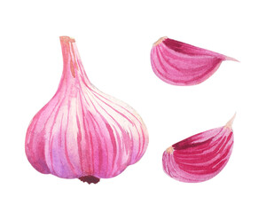 Fresh Garlic set, Whole and Clove, watercolor illustration
