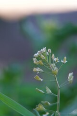planta con flor blanca y fondeo verde