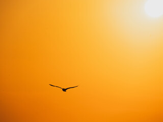 Vogel im Sonnenuntergang in Südfrankreich Atlantik 