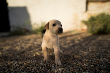 labrador pequeño cachorro negro y blanco reciéntenme nacido