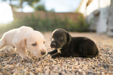 labrador pequeño cachorro negro y blanco reciéntenme nacido