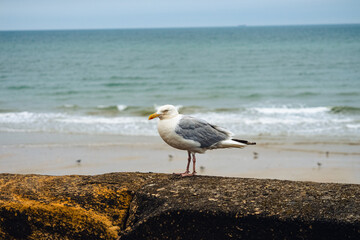 Seagull on Bridlington North Bay Sea Wall