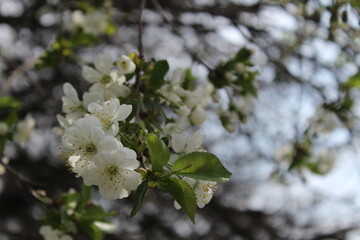 природа
