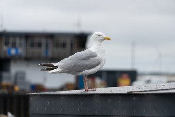 Seagull on Bridlington Harbour
