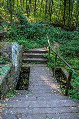 Fototapeta premium Walk through the picturesque autumn forest