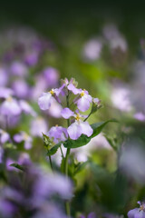 Lila Frühlingsblumen