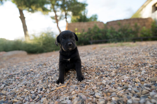 labrador peque&ntilde;o cachorro negro reci&eacute;ntenme nacido