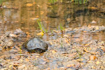 European Pond Terrapin (Emys orbicularis) in stream, Caucasus, Republic of Dagestan, Russia