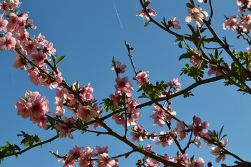 
leaves of a peach tree, in the southern regions of Chile