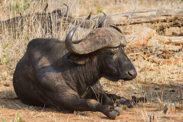 Old Cape Buffalo (Syncerus caffer) lying down relaxing in Kruger National Park, South Africa with bokeh background