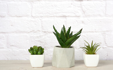 three ceramic pots with plants on a gray table