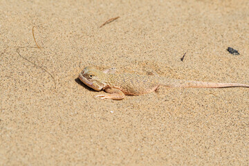 Secret Toadhead Agama (Phrynocephalus mystaceus) on Sarykum dune, Republic of Dagestan, Russia
