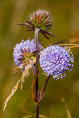 A close up of flowers in a field