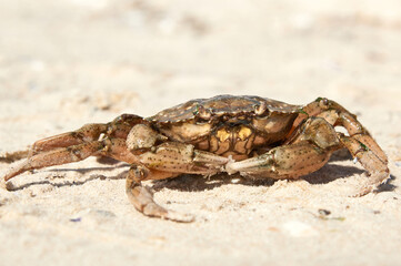 live crab on the sandy shore of the Black Sea,  Ukraine, Kherson region
