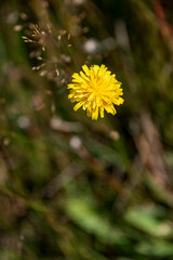 A close up of a yellow flower in a field