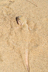 Secret Toadhead Agama (Phrynocephalus mystaceus) on Sarykum dune, Republic of Dagestan, Russia