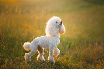 small white poodle on the grass.