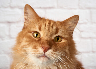 portrait of an adult red cat, sad emotion