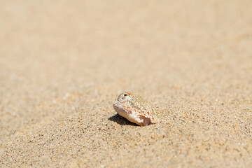 Secret Toadhead Agama (Phrynocephalus mystaceus) on Sarykum dune, Republic of Dagestan, Russia