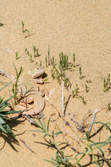 Secret Toadhead Agama (Phrynocephalus mystaceus) on Sarykum dune, Republic of Dagestan, Russia