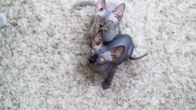 top view two bald sphinx kittens sit on the floor and look up. Pets on the wardrobe trunk.