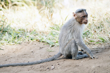 Indian monkey sitting on the ground
