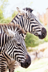 Fototapeta na wymiar portrait of a couple of zebras